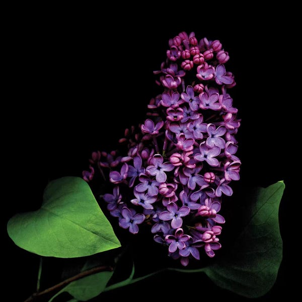 Lilacs: Lilac II by Magda Indigo
