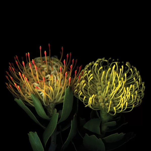 Double Fun, Flower Fireworks