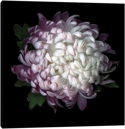 Mum Purple IV Canvas Art Print - Chrysanthemum Art