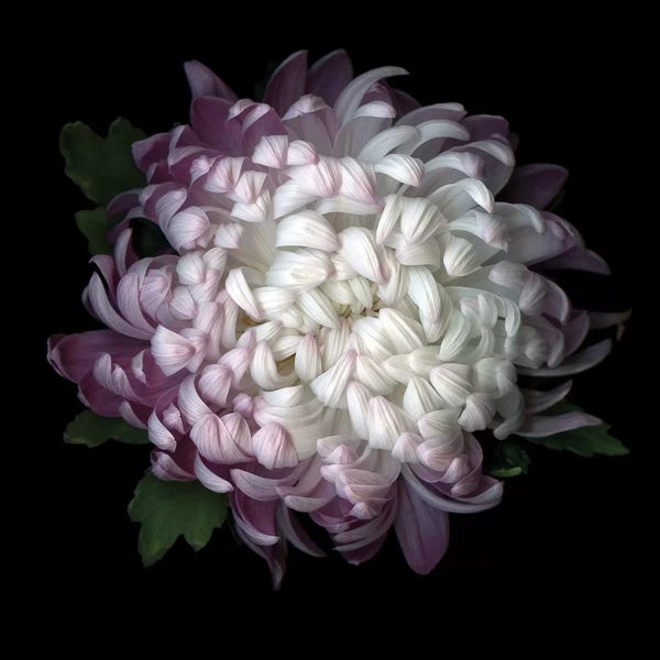 Chrysanthemums: Mum Purple IV by Magda Indigo