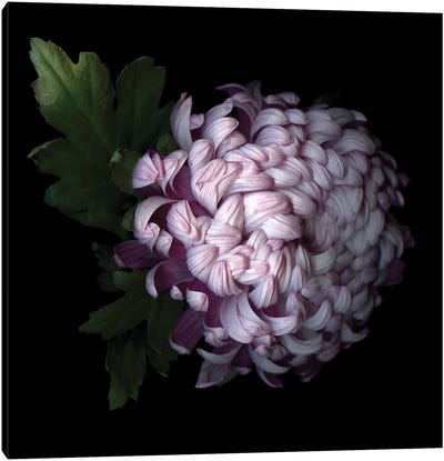 Mum Purple VI Canvas Art Print - Chrysanthemum Art