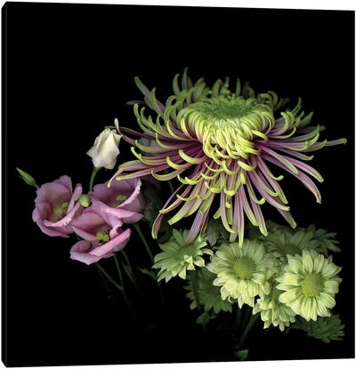 Mums Special XIII Canvas Art Print - Chrysanthemum Art