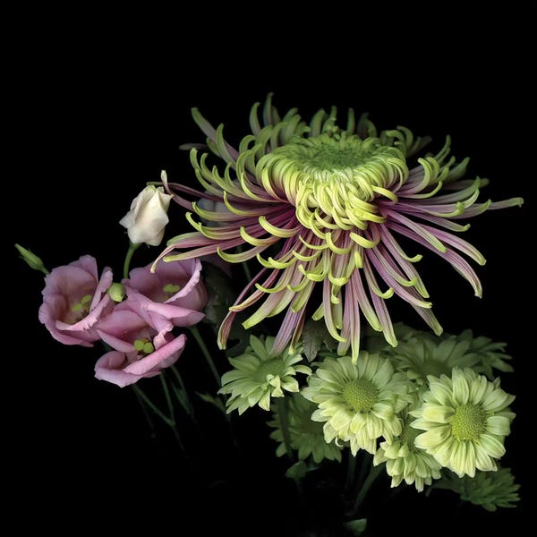Chrysanthemums: Mums Special XIII by Magda Indigo