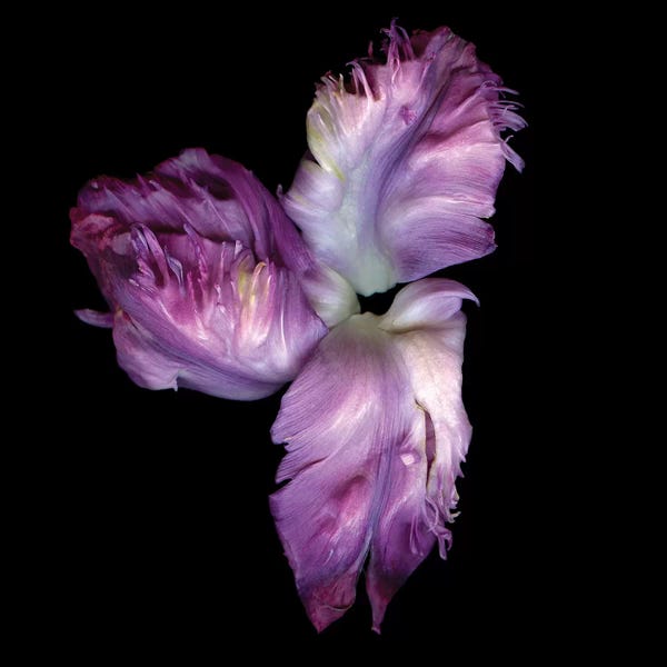 Tulips: Parrot Purple IV by Magda Indigo