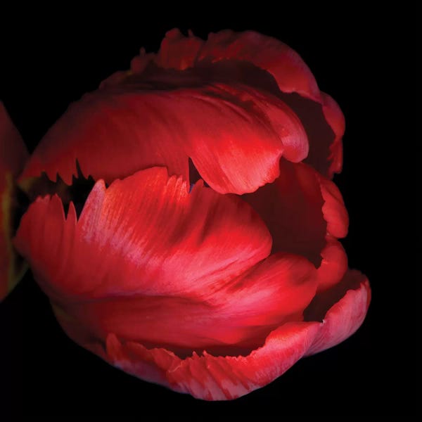 Tulips: Parrot Red XI by Magda Indigo