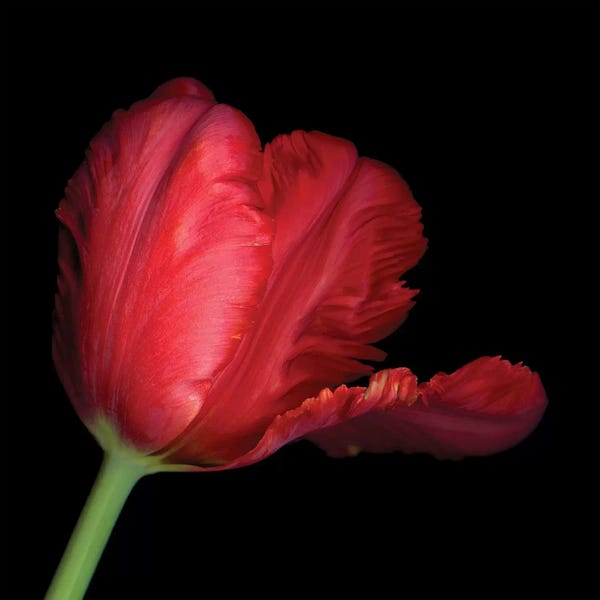 Tulips: Parrot Red VI by Magda Indigo