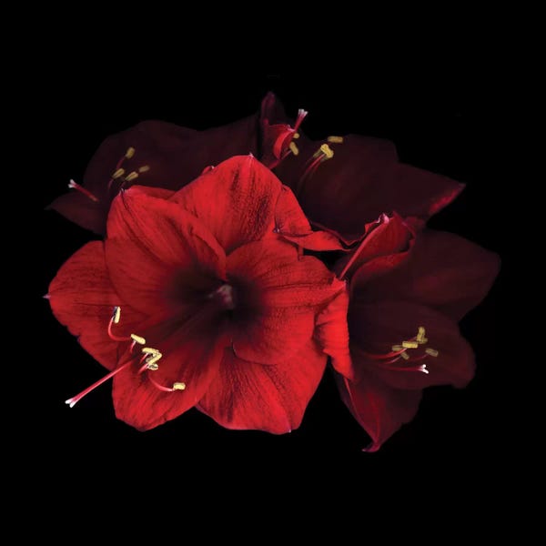 Black & White & Red: El Amor Brujo by Magda Indigo