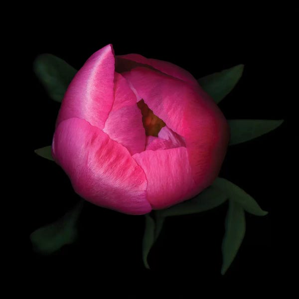 Peonies: Peony XXXV by Magda Indigo