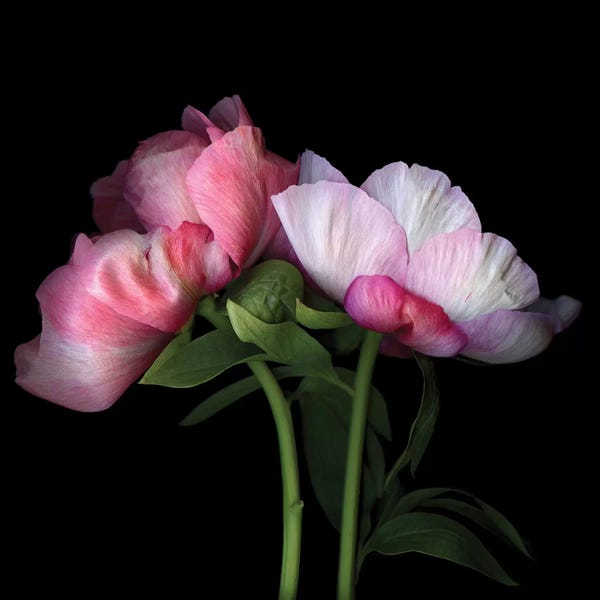 Peonies: Peony XLIX by Magda Indigo