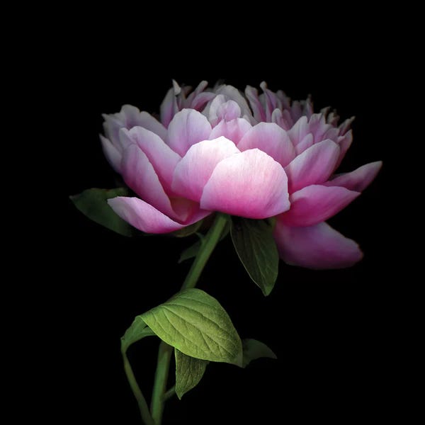 Peonies: Peony Chinese XII by Magda Indigo