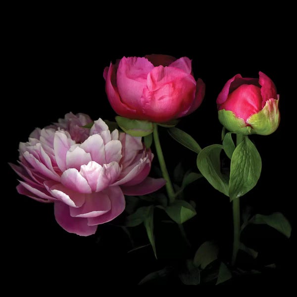 Still Life Photography: Peony Chinese XVI by Magda Indigo