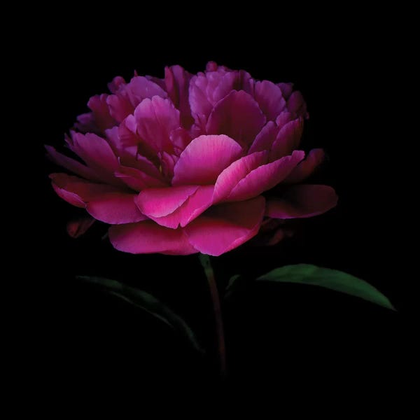 Peonies: Peony Dark VI by Magda Indigo