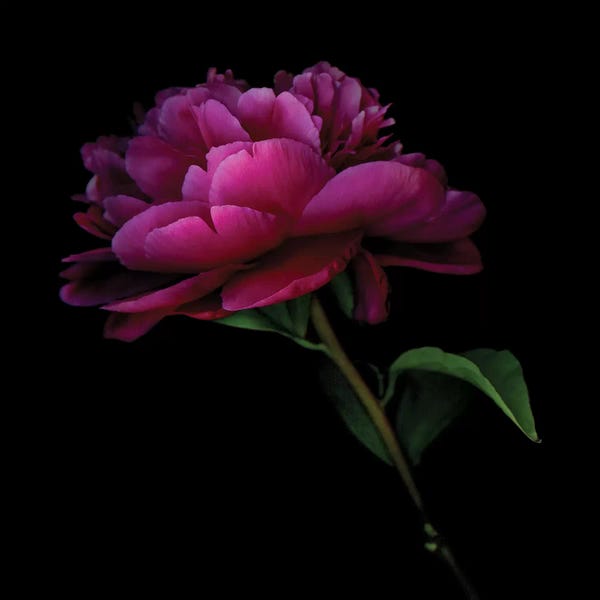 Nature Close-Ups: Peony Dark VIII by Magda Indigo