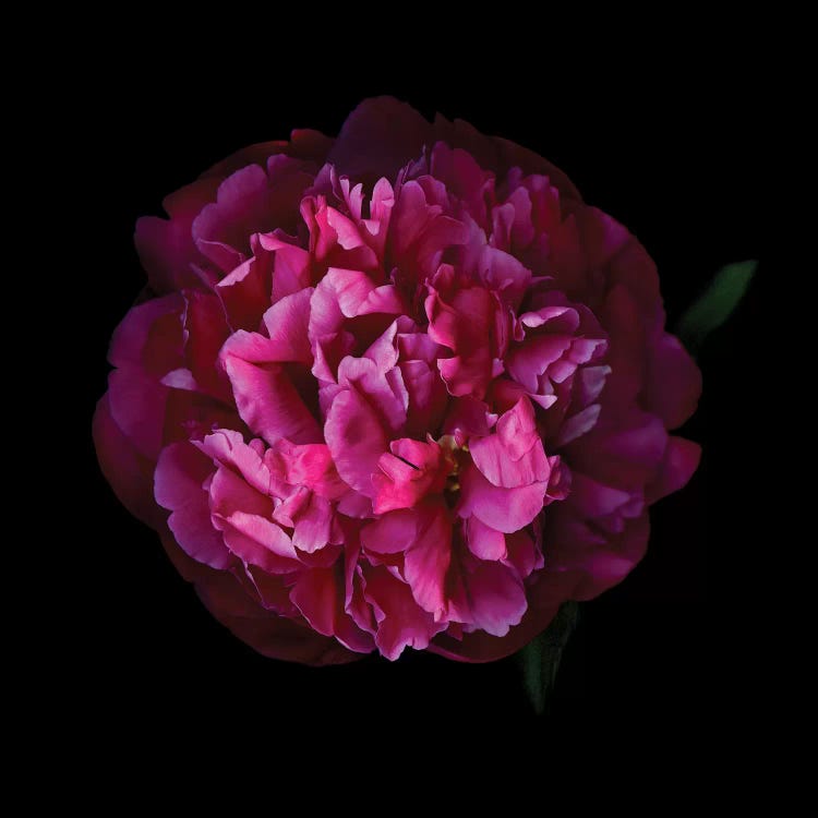 Peony Dark IX