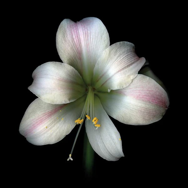 Amaryllis: Pink Ama II by Magda Indigo