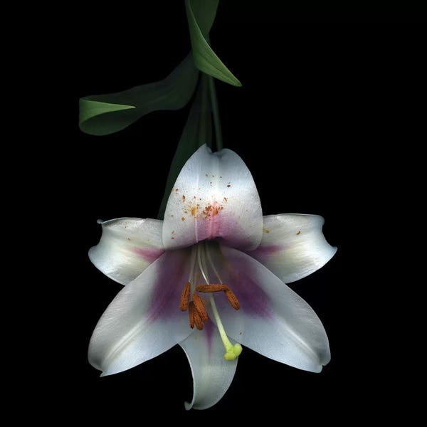 Macro Photography: Pink Trumpet Lily VII by Magda Indigo