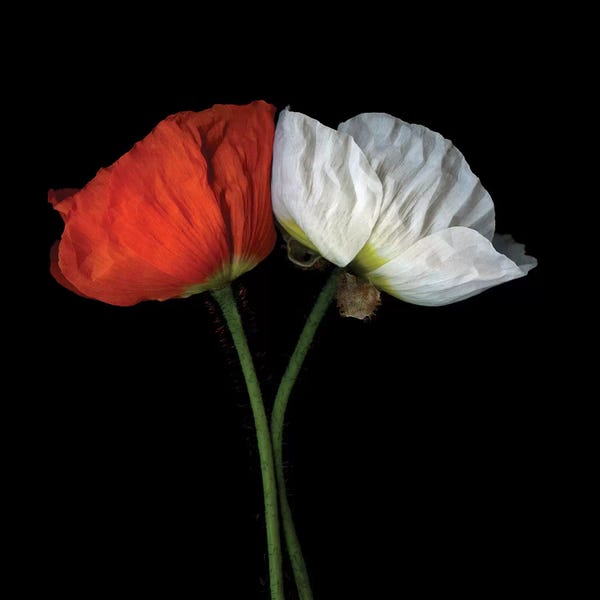 Still Life Photography: Poppies Mix VI by Magda Indigo