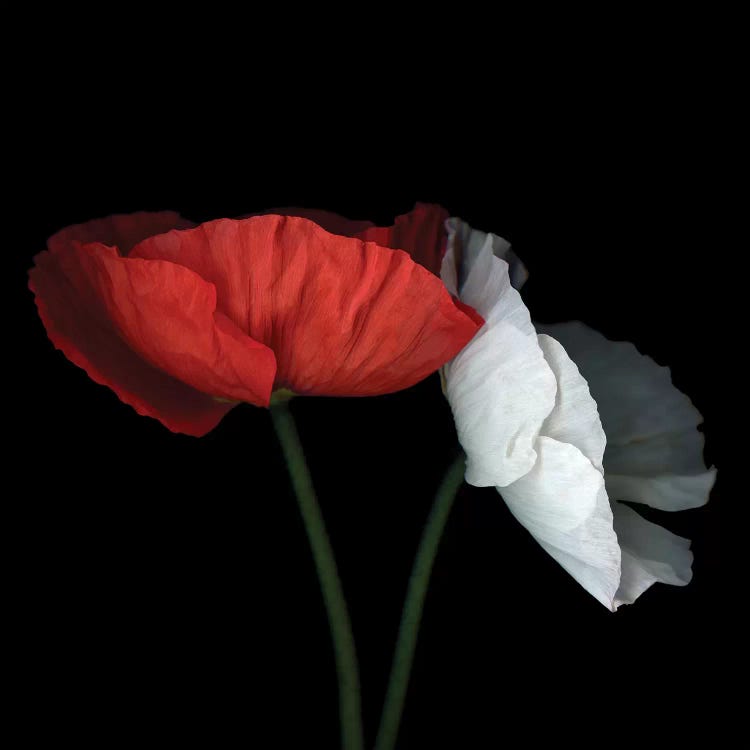 Poppy XXVIII