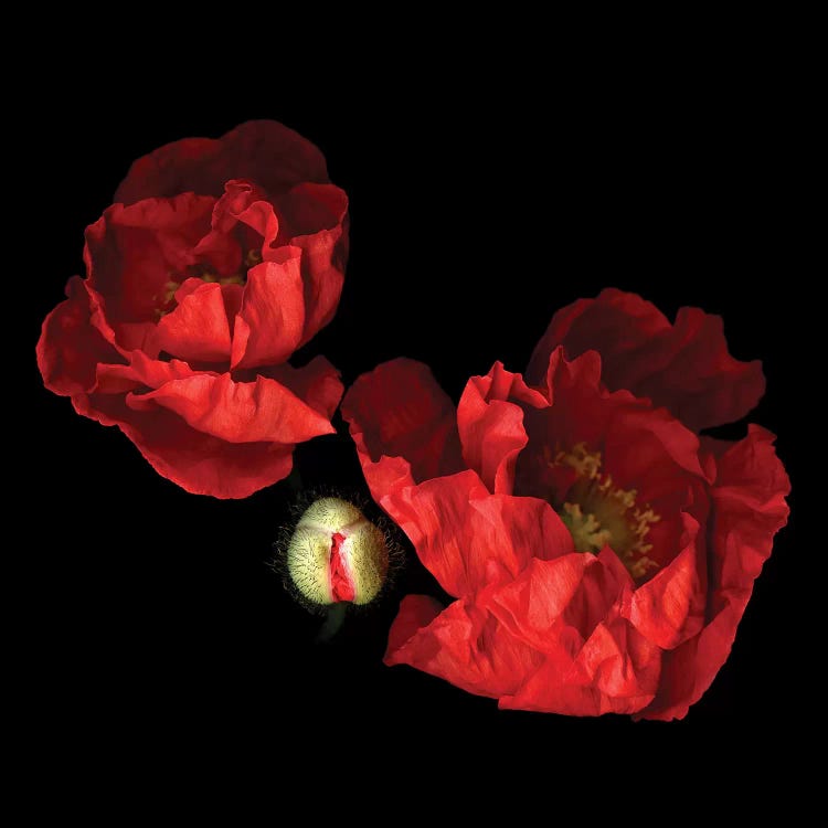 Poppy Red II by Magda Indigo wall art