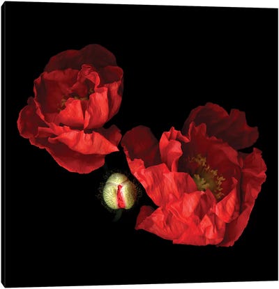 Poppy Red II Canvas Art Print - Magda Indigo