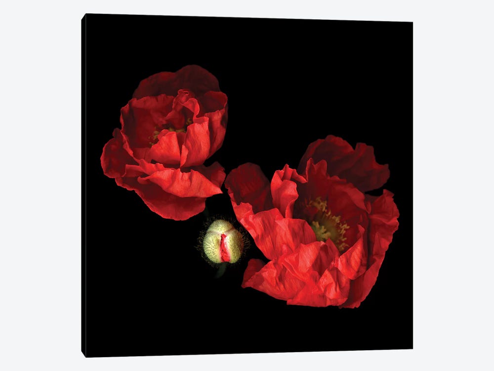 Poppy Red II by Magda Indigo 1-piece Art Print