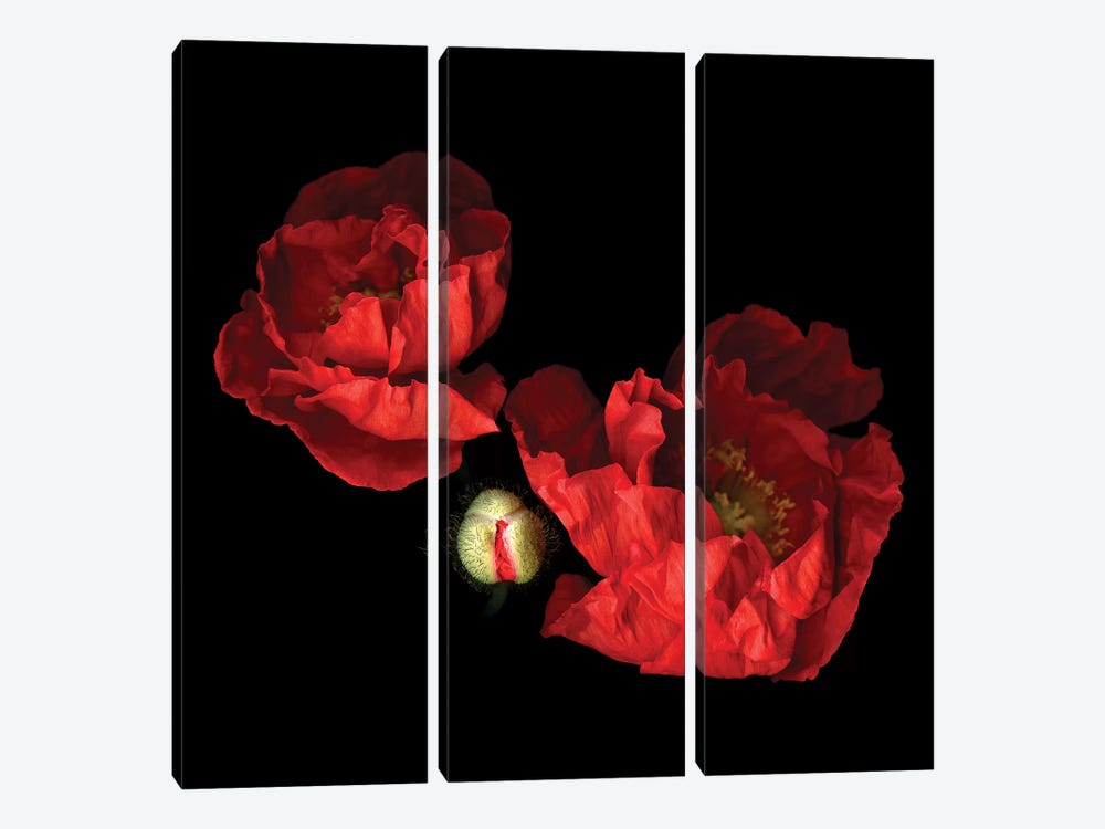 Poppy Red II by Magda Indigo 3-piece Canvas Print
