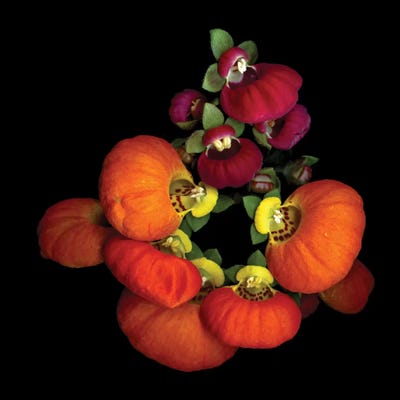 Portemonee II by Magda Indigo art print