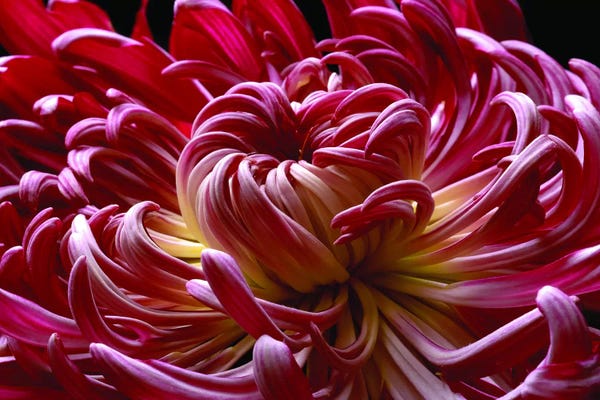 Chrysanthemums: Enticing Mum by Magda Indigo