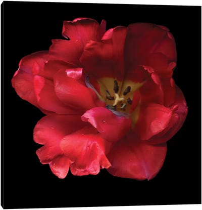 A Happy Valentine Canvas Art Print - Floral Close-Up Art