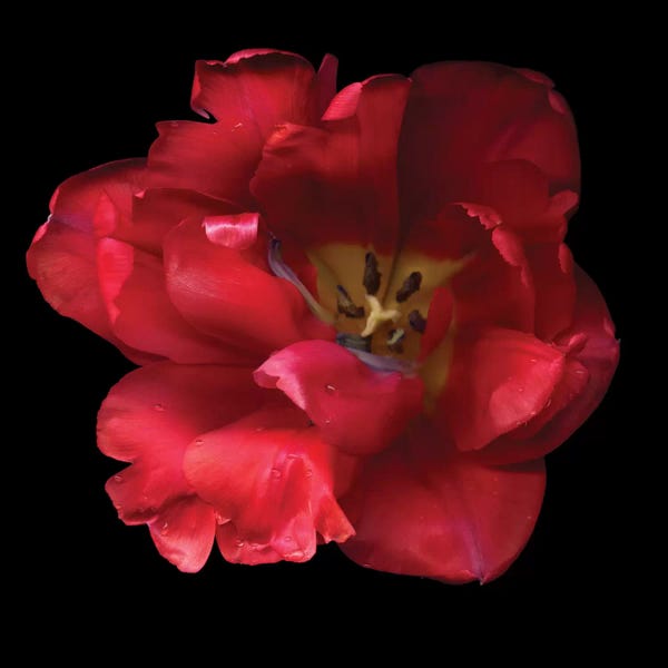 Macro Photography: A Happy Valentine by Magda Indigo