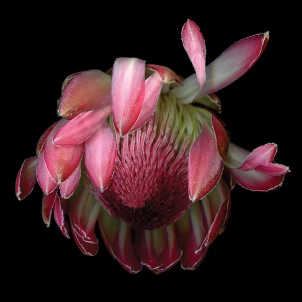 Floral Close-Ups: Protea King IV by Magda Indigo