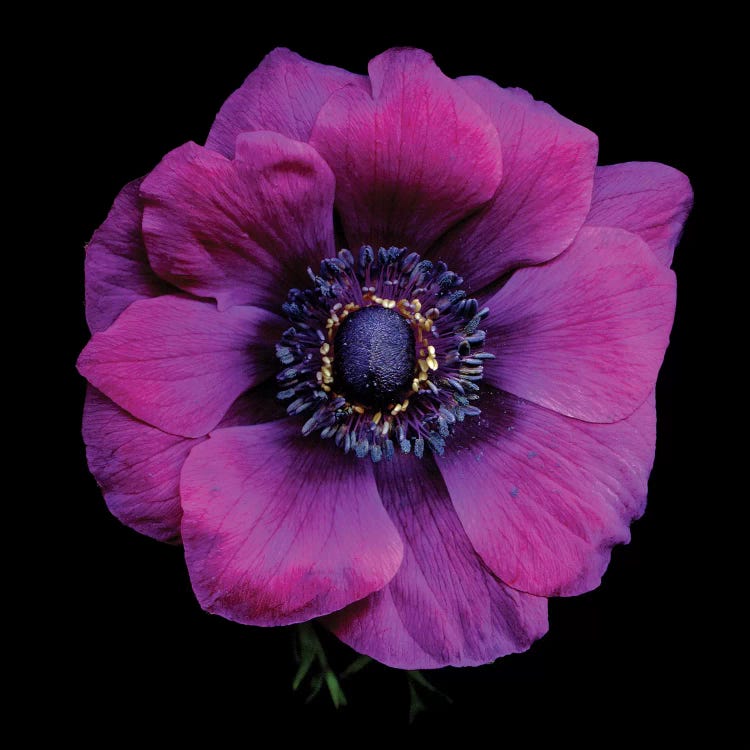 Purple Anemones Heart V