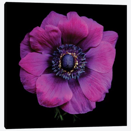 Purple Anemones Heart V Canvas Print #MAG304} by Magda Indigo Canvas Art