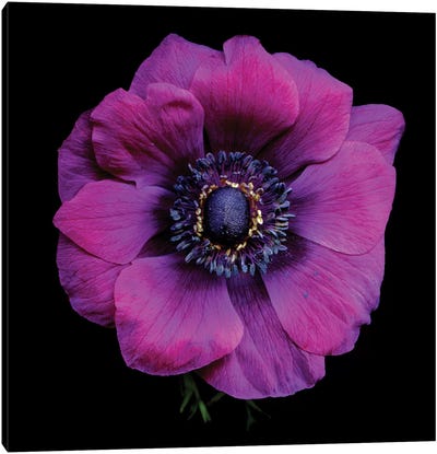 Purple Anemones Heart V Canvas Art Print - Anemone Art