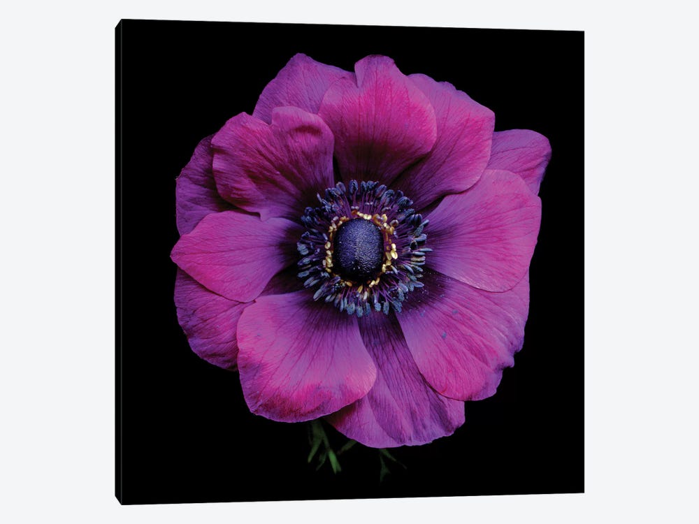Purple Anemones Heart V by Magda Indigo 1-piece Canvas Art