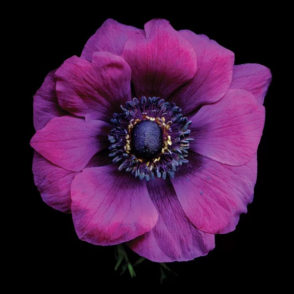 Anemones: Purple Anemones Heart V by Magda Indigo