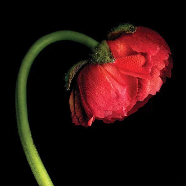 Ranunculi: Ranunculus XLVI by Magda Indigo
