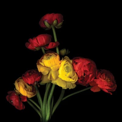 Ranunculus LVI by Magda Indigo art print