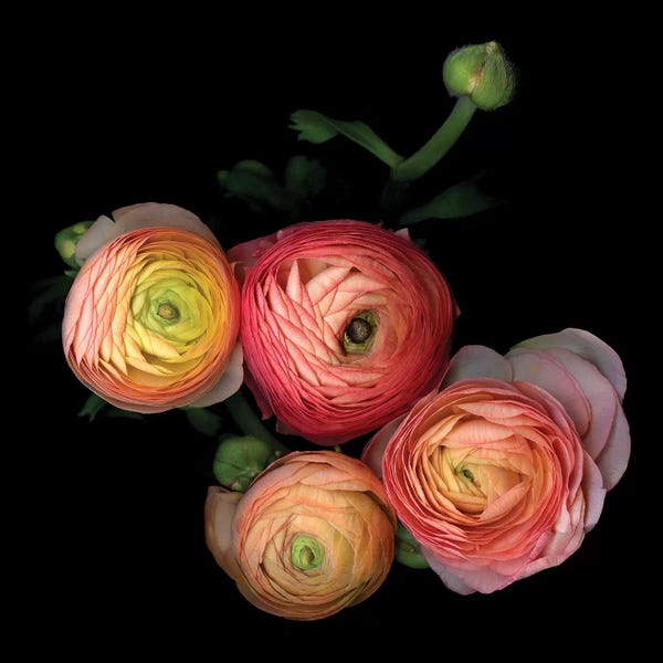 Still Life Photography: Ranunculus VIII by Magda Indigo