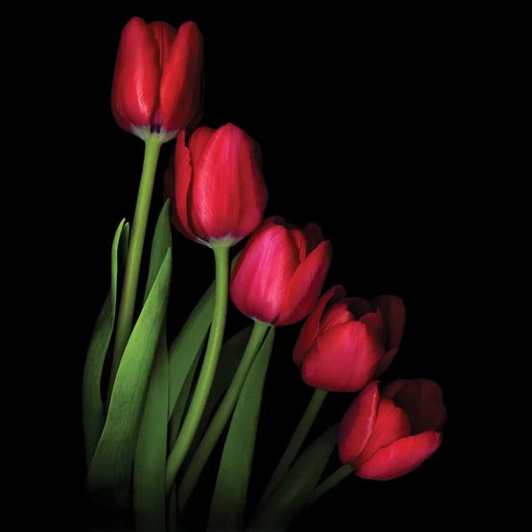 Tulips: Gimme Five by Magda Indigo