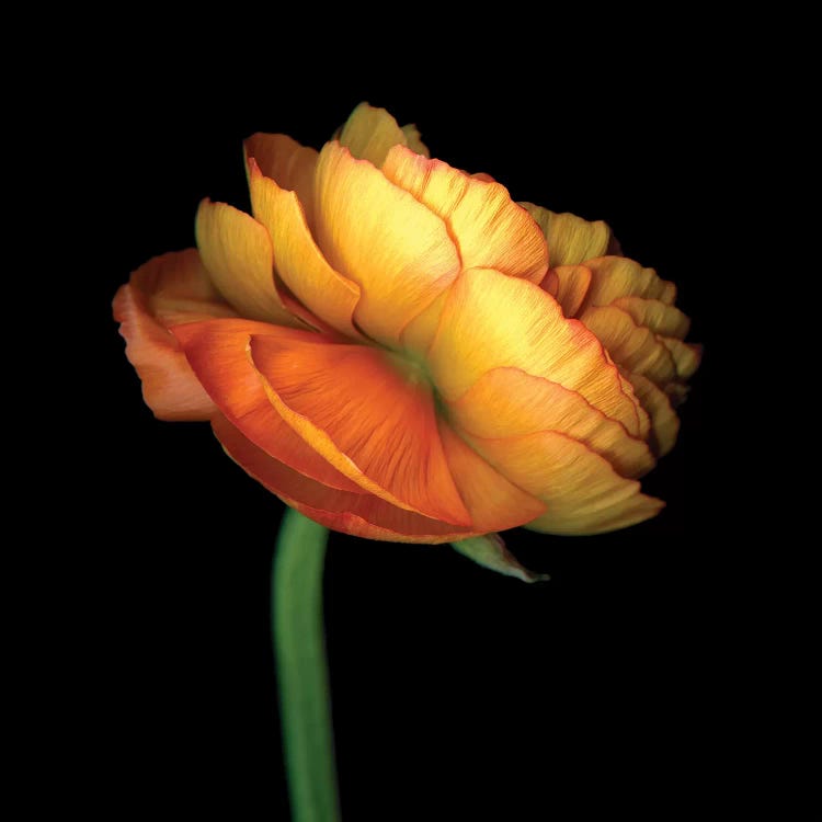 Ranunculus Orange