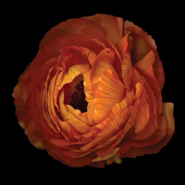 Ranunculi: Ranunculus Orange XV by Magda Indigo