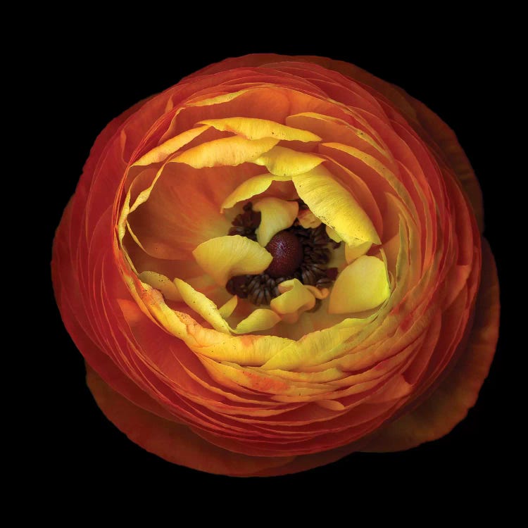 Ranunculus Orange III