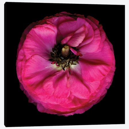 Ranunculus Pink VI Canvas Print #MAG314} by Magda Indigo Canvas Art Print