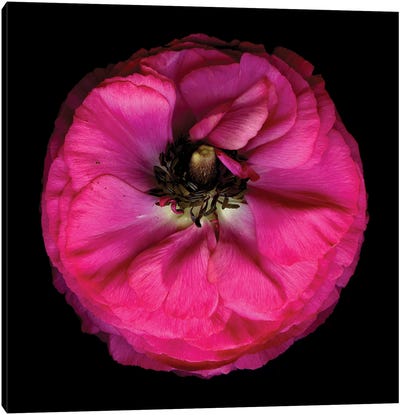 Ranunculus Pink VI Canvas Art Print - Ranunculus Art