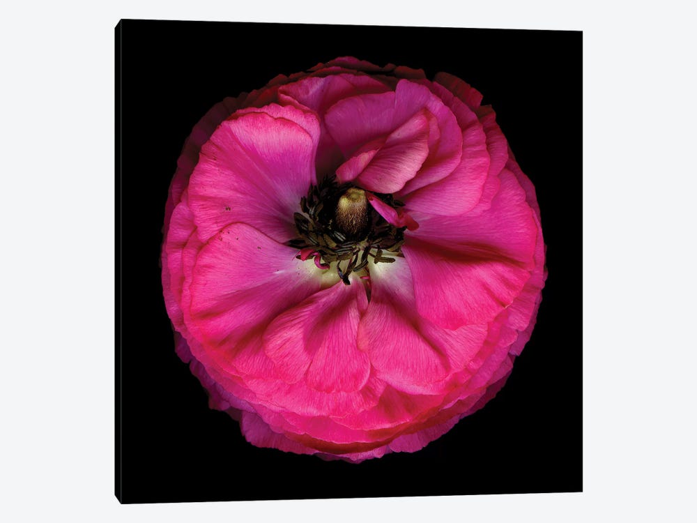 Ranunculus Pink VI by Magda Indigo 1-piece Canvas Print