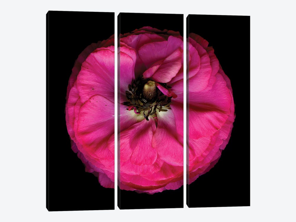 Ranunculus Pink VI by Magda Indigo 3-piece Canvas Art Print