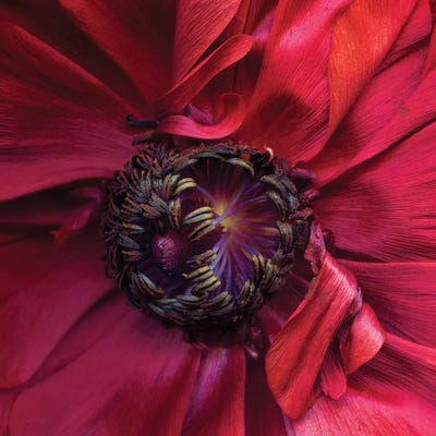 Ranunculus IV by Magda Indigo art print
