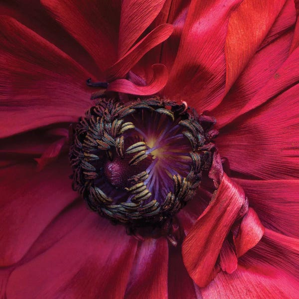 Ranunculi: Ranunculus IV by Magda Indigo