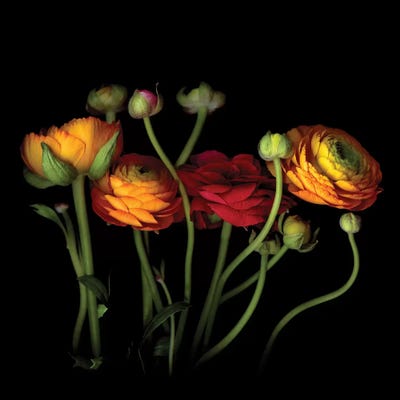 Ranunculus VI by Magda Indigo art print